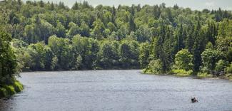 Gauja